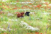 Two Norfolk cows in wild flower meadow Photograph by Simon Bratt