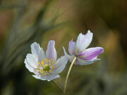Two Flowers Photograph by Fred Louwen