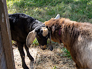 Two Goats at the Carl Sandburg Home National Historic Site Photograph by L Bosco