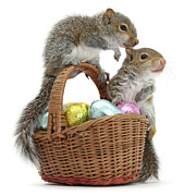 Two Grey Squirrels Infants, Climbing On Wicker Basket Full Photograph by Mark Taylor / Naturepl.com Two Grey Squirrels Infants, Climbing On Wicker Basket Full Photograph by Mark Taylor / Naturepl.com