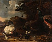 Two Peacocks Threatening a Hen with Chicks, Known as 'The Threatened Hen'. Painting by Melchior d'Hondecoeter