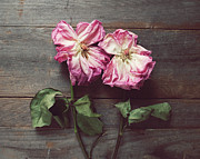 Two Roses Photograph by Lupen Grainne