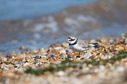 Uk, Norfolk, Adult Ringed Plover Photograph by Mike Powles