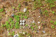 Uk, Norfolk, Nest And Eggs Of Little Photograph by Mike Powles