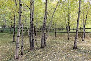 Under the Aspens Photograph by Tammie J Jordan Under the Aspens Photograph by Tammie J Jordan