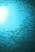 Underwater View Of School Of Fish Photograph by Born Wild Photos