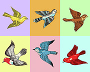 Various Birds in Squares Drawing by CSA Images Various Birds in Squares Drawing by CSA Images