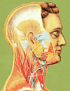 Vascular Illustation of Man Drawing by CSA Images Vascular Illustation of Man Drawing by CSA Images