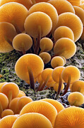 Velvet Shank / Winter Fungus , Growing On Dead Tree. Peak Photograph by Alex Hyde / Naturepl.com