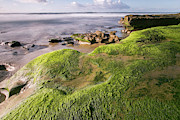 Verdant 1 Photograph by Ryan Weddle