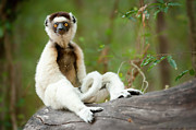 Verreaux's Sifaka Sitting On Log In Forest, Berenty Forest Photograph by Nick Garbutt / Naturepl.com Verreaux's Sifaka Sitting On Log In Forest, Berenty Forest Photograph by Nick Garbutt / Naturepl.com