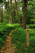 Vertical Spring Green Shenandoah AT Photograph by Raymond Salani III Vertical Spring Green Shenandoah AT Photograph by Raymond Salani III