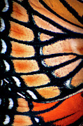 Viceroy Photograph by Jeff Phillippi Viceroy Photograph by Jeff Phillippi