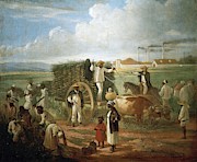 Victor Patricio 'CORTE CANA' -1874-. Oil on canvas. Palace of Fine Arts. Havana. Cuba. Painting by Album Victor Patricio 'CORTE CANA' -1874-. Oil on canvas. Palace of Fine Arts. Havana. Cuba. Painting by Album