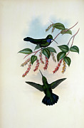 Villavicencio's Sabre-wing.. By Gould Painting by Academy Of Natural Sciences