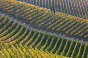 Vineyards Photograph by Fiorenzo Carozzi