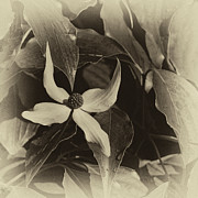 Vintage Dogwood Photograph by Denise Harty