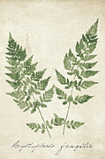 Vintage Ferns Vii No Border Crop Painting by Wild Apple Portfolio