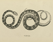 Vintage Viper Crop Painting by Wild Apple Portfolio