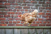 Walk the Line - Chicken walking along a wooden fence Photograph by Anita Nicholson