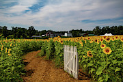 Walk through the Sunflowers Photograph by Jeff Folger