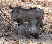 Wart Hog Pair Photograph by Ben Foster