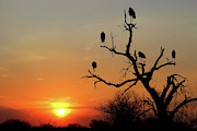 Watching the Sunset Photograph by Eric Pengelly