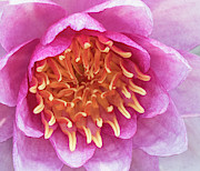Water Lily Photograph by Minnie Gallman