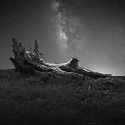 We Are Each Alone Photograph by Margaret Halaby