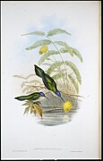 Wedge Tailed Sabre Wing Campylopterus Pampa Hand Coloured Litho Drawing by John Gould
