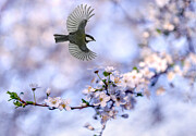 Welcome Spring Photograph by Eyal Bar Or