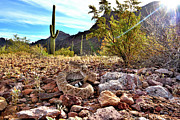 Western Diamondback Rattlesnake Camouflaged Amongst Rocks Photograph by Daniel Heuclin / Naturepl.com
