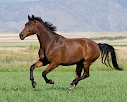 Westfalen Bay Gelding Running In Field, Colorado, Usa Photograph by Carol Walker / Naturepl.com Westfalen Bay Gelding Running In Field, Colorado, Usa Photograph by Carol Walker / Naturepl.com