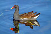 Wetlands Moorhen Photograph by Mark Andrew Thomas Wetlands Moorhen Photograph by Mark Andrew Thomas