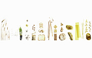 Wheat Dissection Shown In Many Uses And Photograph by Maren Caruso