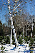 When Trees Dance Photograph by Luke Moore When Trees Dance Photograph by Luke Moore