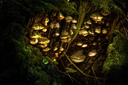 Where the wild things glow Photograph by Scott Lyons Where the wild things glow Photograph by Scott Lyons