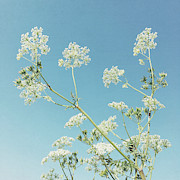 Whisper Photograph by Cassia Beck