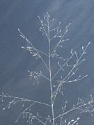 Wispy Stems of Grass Photograph by Christy Garavetto Wispy Stems of Grass Photograph by Christy Garavetto