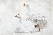 White and Curly Photograph by Jai Johnson