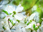 White Dogwood Blossoms Photograph by Amy Dundon