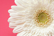 White Gerbera Daisy On Pink Background Photograph by Jill Fromer