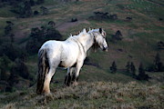 White Horse Photograph by Lukasz Ryszka White Horse Photograph by Lukasz Ryszka