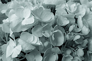White Hydrangea Photograph by Denise Harty