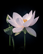 White Lotus Flower Photograph by Julie Palencia