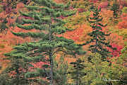 White Mountain National Forest 9140 Photograph by Dan Beauvais