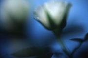 White Rose Bud, Provence In France - Photograph by Veronique Durruty