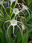 White Spider Lily Flower Northern Photograph by Ernie Janes / Naturepl.com
