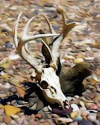 White-tail Deer 001 Photograph by Rob Graham