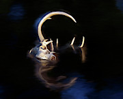 White-tail Deer 003 Photograph by Rob Graham